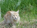 Brutal big cat on the hunt in tall green grass.